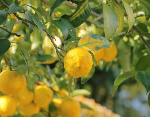柚子や酸味好きが集まるお店